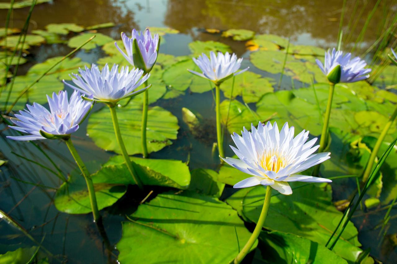 Lilypad Luxury Cabins Bellingen Buitenkant foto